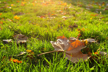 Fresh green grass and autumn leaves on sunny day