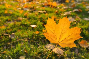 Naklejka na ściany i meble Beautiful autumn leaf on sunny day