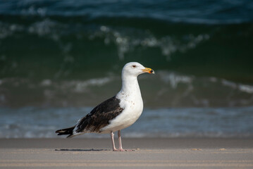 Great Black Backed Gull