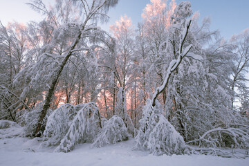 background of trees in the snow after a snowfall on the background of the sunset. Winter beautiful landscape.