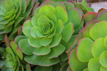 Beautiful succulents growing outdoors, closeup