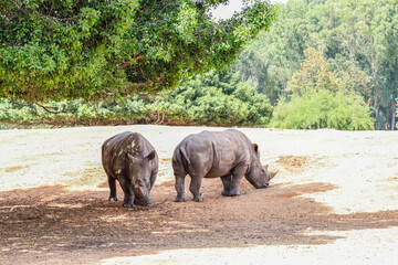 White rhinoceroses in safari park