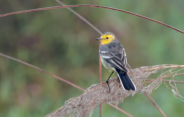 Citrine wagtail is a small songbird in the family Motacillidae.