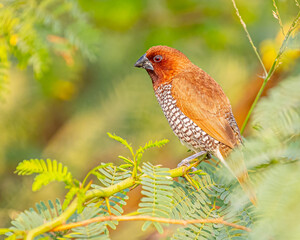 Portrait of a Scally Breasted Munia