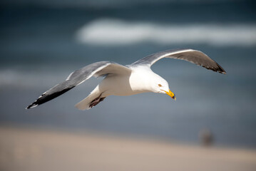 Herring Gull
