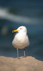 Herring Gull