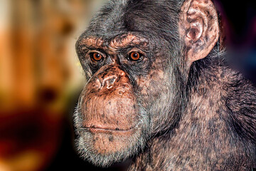 szympans - obrazy, fototapety, plakaty