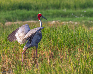 A Sarus Crane ready to take off