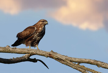 Wild common buzzard (Buteo buteo) perched on a tree at sunset. Beautiful bird of prey standing on a branch with cloudy blue sky background. Symbol of freedom and power. Laguna de la Nava, Spain.