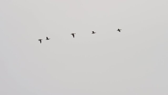 Birds in silhouette against overcast sky