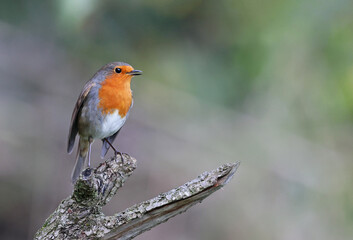 Cute wild robin (Erithacus rubecula) standing on a mossy branch of a tree with a blurry natural background. Small and common garden bird with beautiful colors in the forest.