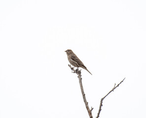 House Finch