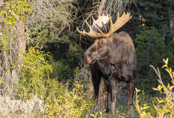 Bull Moose in Autumn in Grand Teton National Park Wyoming