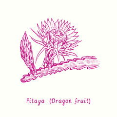 The Pitaya (dragon fruit) fruit flowering twig. Ink doodle drawing in woodcut style