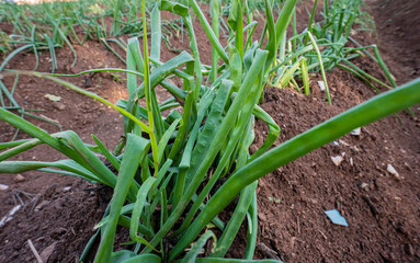 Typical catalan garden with calçots