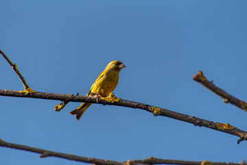 chloris chloris songbird sits on a tree branch and sings in spring.