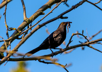 black thrush in spring. a black thrush has an earthworm in its mouth.