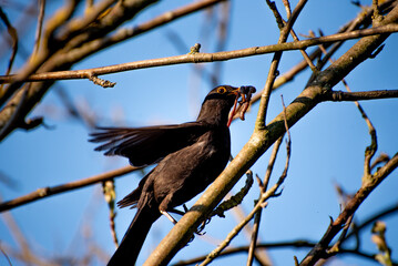 black thrush in spring. a black thrush has an earthworm in its mouth.