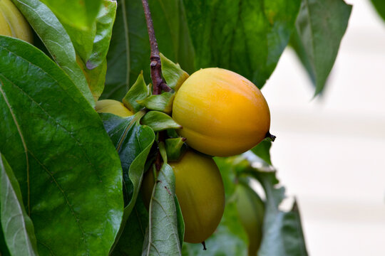 Yellow Persimmon