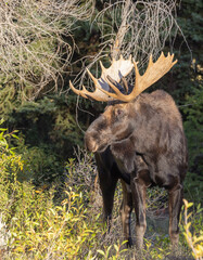 Bull Moose in Autumn in Grand Teton National Park Wyoming