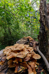 fallen tree in English woodland