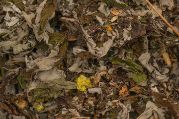 Dry tea leaves as a background.
