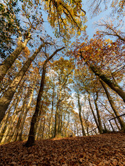 English autumn woodland