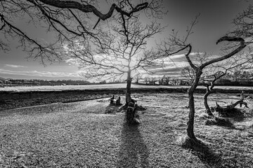 black and white trees