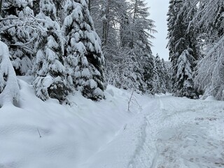 Der Wanderweg ist rund um den Sankenbachsee in Baiersbronn tief verschneit. Das Tal gehört zum Naturpark Schwarzwald. 