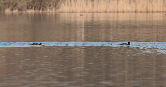 foulque macroule Fulica atra se poursuivant sur l'eau