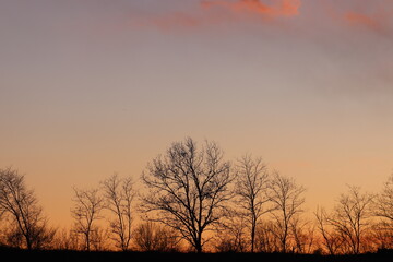 tramonto in inverno con alberi