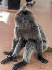 Silvered Langur Monkey in Kuala Selangor Malaysia