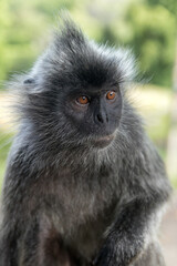 Silvered Langur Monkey in Kuala Selangor Malaysia