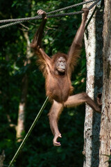 Orangutan at the Sepilok Orangutan Rehabilitation Center in Borneo
