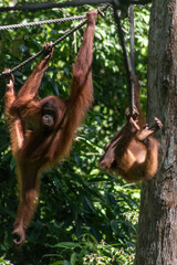 Fototapeta premium Orangutan at the Sepilok Orangutan Rehabilitation Center in Borneo