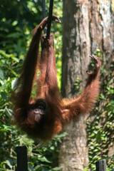 Orangutan at the Sepilok Orangutan Rehabilitation Center in Borneo