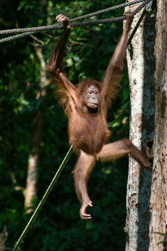 Orangutan At The Sepilok Orangutan Rehabilitation Center In Borneo