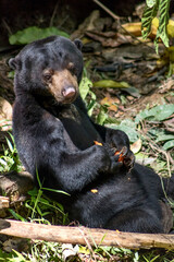 Sun Bear at Bornean Sun Bear Conservation Centre in Sandakan Borneo