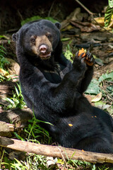 Sun Bear at Bornean Sun Bear Conservation Centre in Sandakan Borneo