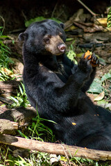 Obraz na płótnie Canvas Sun Bear at Bornean Sun Bear Conservation Centre in Sandakan Borneo