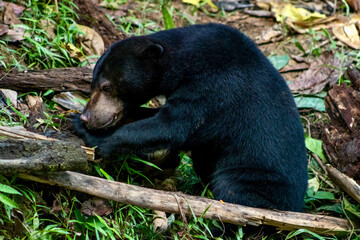 Sun Bear at Bornean Sun Bear Conservation Centre in Sandakan Borneo