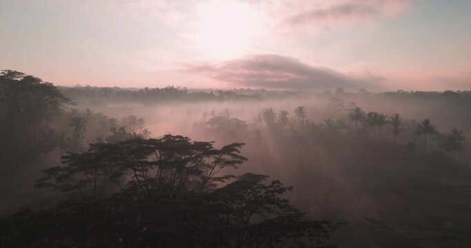 Beautiful morning in jungles. Sun rays visible in mist after sunrise. Aerial shot, drone footage