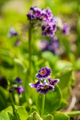 primula flowers in the garden