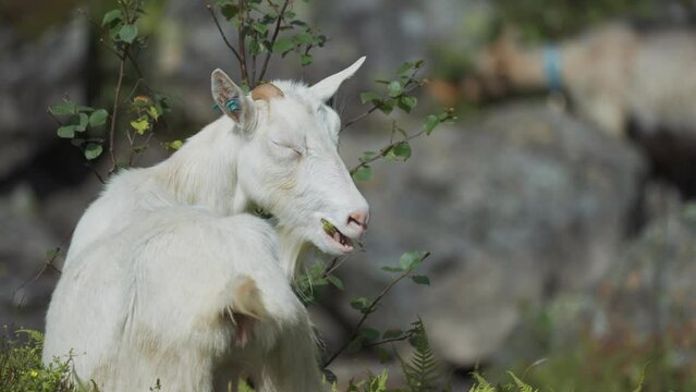 A close-up shot of the black and white goat on the green background.
