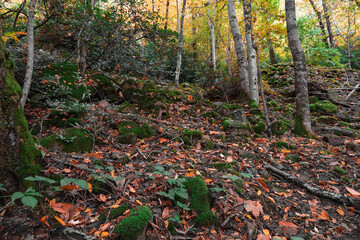 A forest covered with green moss. Stones and trees covered with green moss in a fabulous magical forest. Forest landscape with stones covered with green moss on an autumn day.