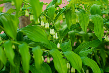 Solomon's seal white flowers  in garden