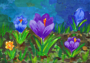 Flowering purple crocuses on a blue background. Children's drawing - 551352426