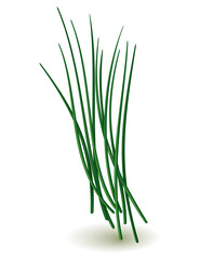 Culinary herb onion. Popular plant, natural health care. Kitchen herb or spices banner isolated on white background