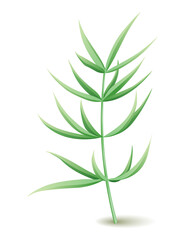 Culinary herb. Popular plant, natural health care. Kitchen herb or spices banner isolated on white background