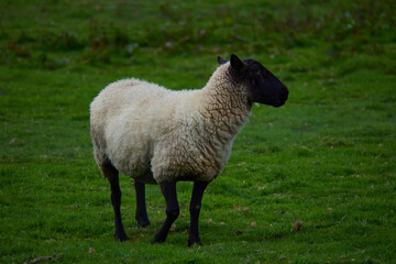 Obraz premium White sheep with black face on green grass